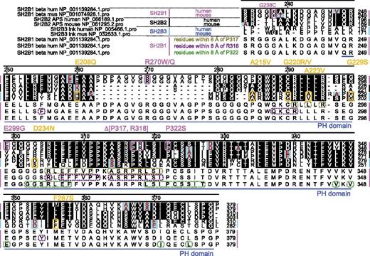 Figure 7. ClustalW analysis and modeling of the three-dimensional structure of the PH domain of SH2B1. ClustalW of SH2B1, SH2B2/APS, and SH2B3/Lnk in the region included in the NMR structure of SH2B2/APS. Homologous residues are highlighted in black, and functionally homologous residues are cyan. The PH domain is indicated by the blue line below the sequences. P317, R318 in SH2B1 and the residues in SH2B1 for which variants are associated with obesity are indicated by magenta ovals. The variants in Lnk associated with myeloproliferative neoplasms are indicated by orange ovals. The variants are noted above the ClustalW. Residues within 8 Å of P317 in SH2B1 (P240 in SH2B3/Lnk) are denoted by taupe ovals. Residues within 8 Å of R318 in SH2B1 (K241 in SH2B3/Lnk) in the 3-dimensional structure (Video 1) are denoted by purple ovals. Residues within 8 Å of P322 in SH2B1 (P245 in SH2B3/Lnk) are denoted by green ovals. hum, human; mus, mouse.