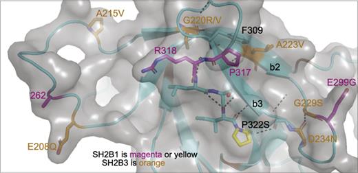 Video 1. This image is from a video available online at https://bcove.video/2lNxwhM. Modeling of the three-dimensional structure of the PH domain of SH2B1. A model of human SH2B1 was created by overlaying the sequence of the PH domain of human SH2B1 onto the mouse structure of APS. The two PH domain sequences are 75% similar (55.3% identical). The SH2B1 model is missing a single amino acid insertion at residue 296 and the 16-residue insertion at residue 262 which contains the R270W/Q human variant in SH2B1. The amino acid sequence of residues surrounding the P322 site is highly conserved between the two proteins. P322 is shown as yellow sticks. The other human variants in SH2B1 as well as residues P317 and R318 are magenta sticks. The human variants in Lnk are orange sticks. Differences between mouse and human SH2B1 are brown (no sticks). Oxygen atoms are red and nitrogen blue. β-Pleated sheets, α-helices, connecting loops, and hydrogen bonds in the region between the N-terminal end of β-strand 2 and the loop containing P317, R318, and P322 are indicated. The surface of the PH domain is tinted gray. P322 in SH2B1 is within 8 Å of the site of the D234N variant in SH2B3/Lnk. The turn that contains D234N also contains the G229S variant in SH2B3/Lnk and the E299G variant in SH2B1. P317 and R318 in SH2B1 are within 8 Å of the site of G220 R/V and A223V in SH2B3/Lnk. This region is stabilized by π-π stacking between P317 and F309 in SH2B1 (P248 and F240 in Lnk) and a network of hydrogen bonds.