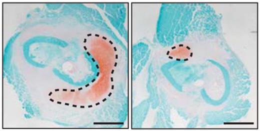 Representative images of day 6 fracture wounds from control mice (left) and SSC-ablated mice (right) stained with Safranin O/Fast Green to show cartilage growth. Scale bars, 1 mm.