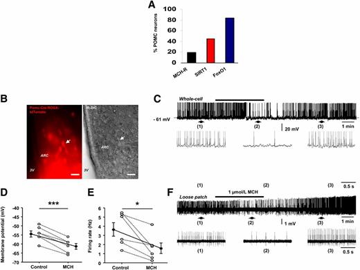 Figure 2. MCH inhibits the activity of POMC neurons in the ARC. A: FACS sorting and single-cell RNA sequencing of POMC-EGFP neurons showing MCHR, SIRT1, and FoxO1 expression (GEO Database repository, GEO Accession: GSE92707). B: Left, a spontaneously fluorescent ARC POMC neuron (arrow) from a Pomc-Cre:ROSA-tdTomato mouse was identified for patch-clamp recording; right, infrared differential interference contrast (IR-DIC) of the same image showing a patched pipette (dotted lines) placed on the cell membrane of the identified POMC neuron (arrow). Scale bars = 50 μm. C: Whole-cell current-clamp recording showing that MCH reversibly decreased the spontaneous firing activity of the POMC neuron patched in B. Note that the inhibitory effect was accompanied by a membrane hyperpolarization. Denoted regions of the recording are shown underneath with an expanded time scale. D: Average membrane potential of ARC POMC neurons in control conditions and in the presence of MCH (n = 6 cells from four mice). ***P ≤ 0.001 by paired t test. E: Average firing rate of ARC POMC neurons in control conditions and in the presence of MCH (n = 6 cells from four mice). *P ≤ 0.05 by paired t test. F: Trace showing that MCH reduced the spontaneous firing activity of another ARC POMC neuron recorded in loose patch configuration. Pooled data are shown as mean ± SEM. *P ≤ 0.05, **P ≤ 0.01, and ***P ≤ 0.001 vs. controls.