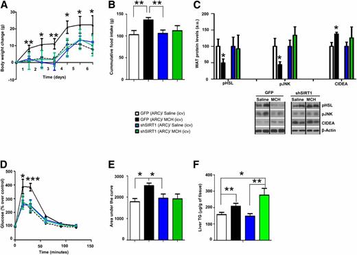 Figure 5. SIRT1 in the ARC is essential for MCH-induced food intake, WAT lipid storage, and glucose intolerance. Body weight change (A), cumulative food intake (B), WAT protein levels of pHSL, pJNK, and CIDEA (C), glucose tolerance test (D), area under the curve (E), and hepatic triglyceride (TG) content (F) in rats that received shSIRT1 or GFP scrambled lentiviruses in the ARC followed by chronic intracerebroventricular (icv) MCH (10 µg/day/rat) for 1 week. β-Actin was used as loading control. Dividing lines indicate spliced bands from the same gel. a.u., arbitrary units. Values are mean ± SEM of 7–10 animals per group. *P ≤ 0.05 and **P ≤ 0.01 vs. controls.