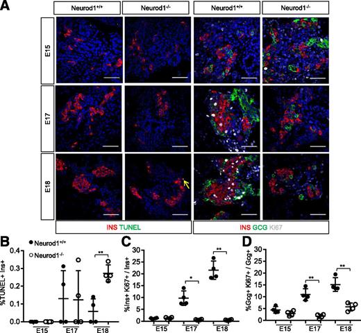 Figure 1. Murine NEUROD1 is required for the late fetal expansion of pancreatic INSULIN+ and GLUCAGON+ cells. A: IF expression analysis of indicated markers and TUNEL staining performed on sections of E15, E17, and E18 pancreata. Scale bar = 50 μm. B: Quantification of the percent of insulin+ cells that are TUNEL positive. C: Quantification of INSULIN+ cells expressing Ki67. The total number of Ins+ cells counted per Neurod1+/+ sample was E18 = 554 ± 162, E17 = 347 ± 184, and E15 = 308 ± 161 and per Neurod1−/− was E18 = 548 ± 102, E17 = 344 ± 100, and E15 = 293 ± 36. D: Quantification of GLUCAGON+ cells expressing Ki67. The total number of GCG+ cells counted per Neurod1+/+ sample was E18 = 207 ± 89, E17 = 94 ± 49, and E15 = 220 ± 121 and per Neurod1−/− was E18 = 112 ± 45, E17 = 108 ± 42, and E15 = 111 ± 57. All error bars indicate SD. Student t test P value compares values of controls to those of indicated genotype. *P < 0.01; **P < 0.005.