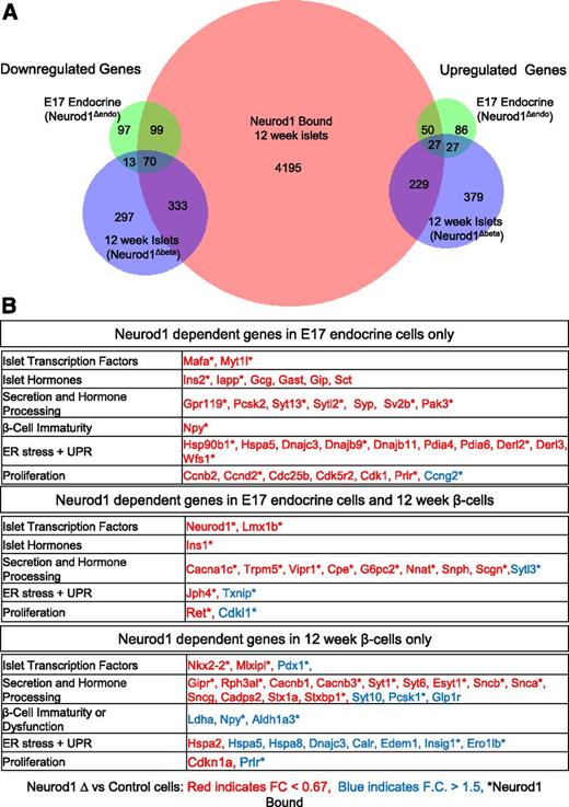 Figure 3. Stage-specific NEUROD1-dependent gene regulation in murine E17 endocrine cells and adult β-cells. A: Venn diagrams depicting overlap of genes bound by NEUROD1 in adult islets and either down- or upregulated (P < 0.01, fold change > 1.5×) by NEUROD1 depletion in E17-sorted pancreatic endocrine cells vs. adult islet β-cells (beta). NEUROD1-bound genes in adult mouse islets determined using a published ChIP-seq data set (Tennant et al. [6]) B: Tables of Neurod1-dependent genes in E17 endocrine cells or 12-week-old adult β-cells or both. Genes down- or upregulated in NEUROD1-deficient cells are in red and blue, respectively. An asterisk indicates genes bound by NEUROD1 in adult mouse islets.