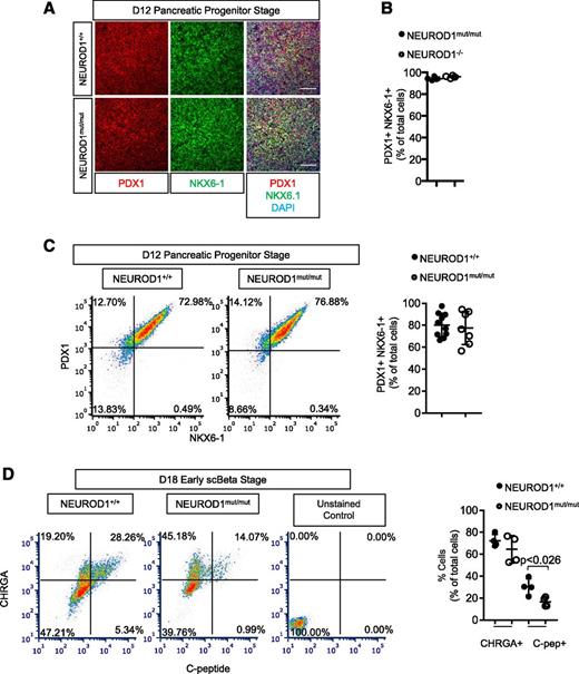 Figure 4. Impaired differentiation of NEUROD1mut/mut HESC-derived pancreatic progenitors into insulin-expressing cells. A: IF of pancreatic progenitor markers PDX1 and NKX6.1 at day 12 of differentiation. Scale bar = 100 μm. B: Quantification of PDX1+, NKX6-1+ cells at day 12 of differentiation. C: Flow cytometry expression analysis and quantification of lineage markers at day 12 of HESC-β differentiation. D. Flow cytometry expression analysis of lineage markers at day 18 of HESC-β differentiation. Scale bar = 50 μm. n = 4 for each genotype. Error bars indicate SD. Student t test P value compares values of controls to NEUROD1mut/mut. scBeta, stem cell–derived β-cells. *P < 0.01.