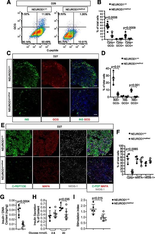 Figure 5. NEUROD1 is required for the differentiation HESC-β cells. A: Flow cytometry expression analysis of lineage markers for day 26 (D26) cells of HESC-β differentiation. B: Quantification of hormone-expressing cells determined by flow cytometry. C: IF expression of INSULIN and GLUCAGON by day 27 HESC–derived endocrine clusters, nuclei stained with DAPI. Scale bar = 50 μm. D: Quantification of hormone-expressing cells determined by IF analysis. E: IF expression analysis revealed reduced expression of C-peptide, MAFA, and NKX6-1 by NEUROD1mut/mut day 27 endocrine clusters compared with controls. Nuclei are stained with DAPI. Scale bar = 50 μm. F: Quantification of C-peptide, MAFA, and NKX-6-1–expressing cells as a percentage of total nuclei. G: Insulin content normalized to DNA content H: Secreted insulin content by day 27 endocrine clusters differentiated from HESCs in response to 2 and 20 mmol/L glucose. I: Fold change in insulin secretion of HESC-β cells in response to 20 mmol/L glucose relative to insulin secretion at 2 mmol/L glucose. Error bars indicate SD. Student t test P value compares values of controls to NEUROD1mut/mut.