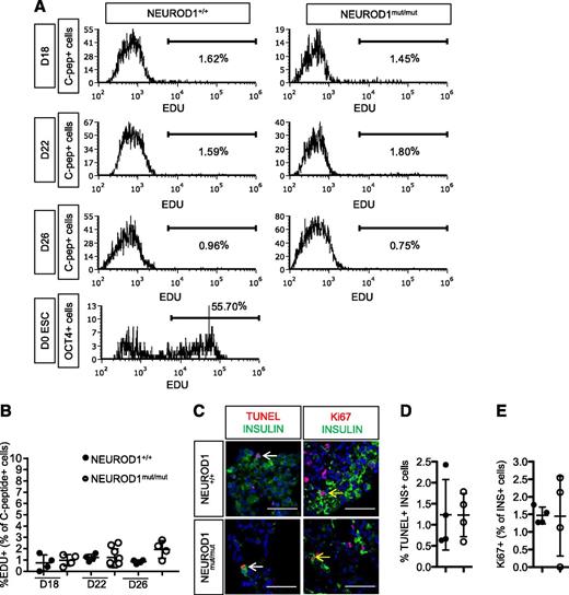 Figure 6. NEUROD1mut/mut and control HESC-β cells have similar low rates of proliferation and apoptosis. A: Flow cytometry histograms of EDU incorporation for C-peptide+ cells at different stages of HESC-β cell differentiation as well as for OCT4+ cells in ESCs. B: Quantification of proliferating EDU+ C-peptide+ cells determined by flow cytometry analysis. C: TUNEL and IF staining for Ki67 and insulin on sections of day 27 (D27) HESC–derived endocrine clusters. Yellow arrow points to Ki67+ insulin+ cells. White arrow points to TUNEL+ INSULIN+ cell D: Quantification of apoptotic TUNEL+ INSULIN+ cells. E: Quantification of INSULIN+ cells expressing proliferation marker Ki67.