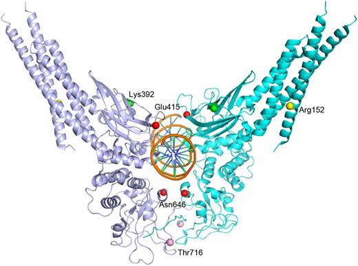 Figure 2. Location of the pathogenic mutations of STAT3b. The crystal structure of STAT3b bound to double-stranded DNA (PDB code 4E68) was visualized using the software Pymol (www.pymol.org). The STAT3b chains in the homodimer are shown as light blue and cyan cartoon, the double-stranded DNA is colored orange. The location of the mutations in the structure is shown with red (Glu415Lys and Asn646Lys, affecting DNA binding), yellow (Arg152Trp, affecting the helical region), green (Lys392Arg, whose effect is at the present unclear), and pink (Thr716Met, modifying the dimerization surface).