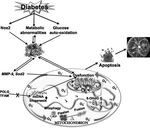 Figure 1. Mitochondrial dysfunction and diabetic retinopathy. Hyperglycemia induces many metabolic abnormalities, including activation of the polyol pathway and protein kinase C and advanced glycation formation, and also activates cytosolic Nox2. These abnormalities lead to increased ROS, and increased ROS, in turn, fuel in the metabolic abnormalities. High glucose also auto-oxidizes, further increasing ROS levels. ROS activate MMP-9 and inhibit antioxidant enzyme Sod2, and while activated MMP-9 damages the mitochondria, inactivated Sod2 impairs scavenging of mitochondrial free radicals produced. The activity of complex III (of ETC) is decreased, further increasing ROS levels. mtDNA is oxidatively modified, mismatches are increased and mismatch repair enzyme Mlh1 is compromised, and the transcription of mtDNA is impaired, further contributing to free radical accumulation. The vicious cycle of free radicals continues to self-perpetuate. The damaged mitochondria increase cytochrome c leakage in the cytosol and activate the apoptotic machinery, resulting in the formation of acellular capillaries and pericyte ghosts, the early histopathological lesions of diabetic retinopathy.