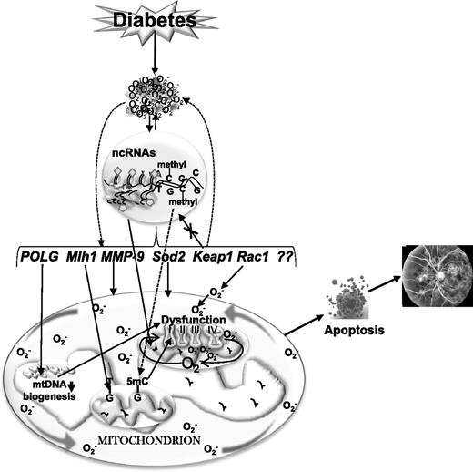 Figure 2. Epigenetics and diabetic retinopathy. Increased ROS affect the epigenetic machinery, and the activities of enzymes responsible for maintaining DNA and histone methylation and histone acetylation are altered. Due to dynamic DNA methylation and histone modifications, gene expressions of MMP-9 and Rac1 are increased and that of Mlh1 and Sod2 are decreased. Furthermore, due to epigenetic modifications at the promoter of Keap1, a negative regulator of master transcription factor Nrf2, its expression is increased, and this impedes the translocation of Nrf2 inside the nucleus, compromising the antioxidant defense system. Hypermethylation of the POLG promoter further decreases its activity, and mtDNA replication is attenuated. mtDNA itself is also hypermethylated, and this decreases the transcription of mtDNA-encoded genes that are critical for functioning of the ETC complex. The compromised ETC system continues to fuel into a vicious cycle of free radicals, and release of cytochrome c in the cytosol activates apoptosis, ultimately resulting in the development of diabetic retinopathy.