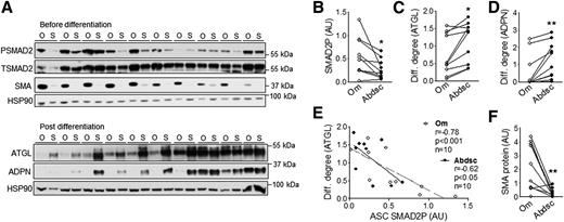 Figure 1. Higher basal SMAD2P in Om ASCs negatively correlated with adipogenesis. A: Phosphorylated (PSMAD2) and total (TSMAD2) SMAD2, SMA, and HSP90 (a loading control) levels were measured in paired Om (O) and Abdsc (S) ASCs derived from 10 different donors at confluence before differentiation (top panels). ASCs derived from the same donors were differentiated, and markers of adipocytes, ATGL and ADPN, and HSP90 protein levels were measured on day 14 (bottom panels). B: Quantification of SMAD2P and differentiation (Diff.) degree as determined by ATGL (C) and ADPN (D) protein levels relative to HSP90. E: Negative correlations between basal SMAD2P and differentiation degree (ATGL). F: Quantification of SMA protein relative to HSP90 before differentiation. *P < 0.05, **P < 0.01 (paired t tests); n = 10. AU, arbitrary units.