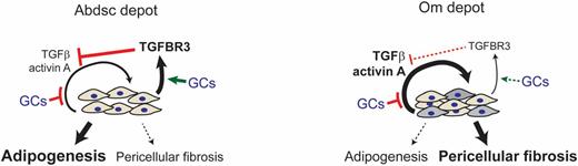 Figure 8. Incomplete suppression of TGFβ signaling by glucocorticoids (GCs) in Om ASCs inhibits adipogenesis and may promote fibrosis. This model summarizes our findings and emphasizes the role of ASCs as a source of TGFβ ligands and their regulation by glucocorticoids. Om ASCs secrete higher levels of TGFβ ligands, activin A, and TGFβ, which act in an autocrine/paracrine loop to inhibit adipogenesis. Although glucocorticoids, as modeled by Dex, inhibited the high production of TGFβ ligands in Om and Abdsc ASCs, Om levels remained higher than levels for Abdsc. Abdsc ASCs were more sensitive to glucocorticoid-mediated inhibition of TGFβ signaling through SMAD2P (not shown) and stimulation of adipogenesis. Depot-dependent TGFβ signaling activity and its suppression by glucocorticoids were at least partially mediated by TGFBR3, which was more abundantly expressed and potently induced by glucocorticoids in Abdsc ASCs. The higher level of TGFβ activity may induce a myofibroblast-like phenotype (gray-shaded cells) in some Om ASCs as indicated by the higher SMA expression of Om cultures. These cells may proliferate and accumulate in the depot, contributing to pericellular fibrosis in Om. The in vivo clinical relevance of our cell culture model was supported by the strong associations of interindividual variations in pericellular fibrosis with basal tissue TGFβ signaling activity and rates of adipogenesis of ASCs isolated from the same tissues. Bold and larger fonts and thicker lines or arrows indicate the quantities of factors or magnitude of effects, respectively.