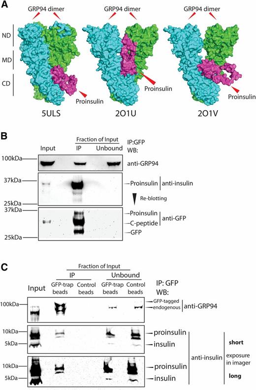 Figure 1. GRP94 interacts with proinsulin. A: GRP94-proinsulin interaction was analyzed in silico by the docking computational modeling software (ZDOCK 3.0.2) with proinsulin (2KQP, purple) and three GRP94 crystal structures: one open (5ULS) and two closed (2O1U and 2O1V, all green/blue). The top-scored prediction model of each pair is presented. CD, C-terminal domain; MD, middle domain; ND, N-terminal domain. Next, binding of GRP94 to proinsulin was tested in B. C: GRINCH cells (INS-1 cells stably expressing hPro-CpepSfGFP) and INS-1E cells expressing GFP-tagged GRP94. Cells were lysed, and GRP94 (INS-1E) or proinsulin (GRINCH) was subjected to immunoprecipitation (via GFP-tag) and analyzed by SDS-PAGE and WB for the presence of proinsulin or GRP94, respectively. B and C: Representative blot of n = 3. IP, immunoprecipitation.
