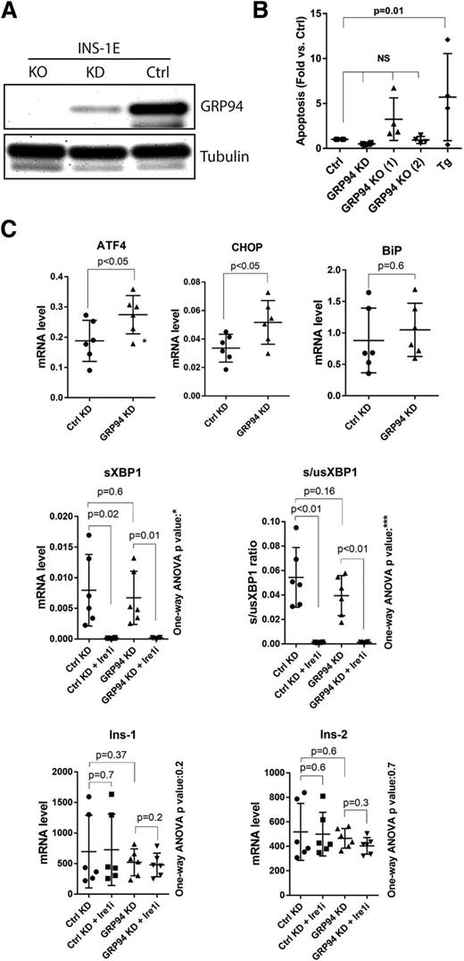 Figure 2. GRP94 KD or KO does not lead to β-cell death and induces ER stress via the PERK-ATF4-CHOP pathway. A: SDS-PAGE and WB analysis of GRP94 expression levels in INS-1E cells after lentiviral transduction with GRP94 targeting shRNA (cells lysed 2 weeks after viral transduction, KD) or CRISPR/Cas9 guide GRP94-directed RNA (clonal cell line shown 3 months after viral transduction, KO); n = 5. B: Apoptosis levels (representing internucleosomal degradation of genomic DNA) were analyzed in GRP94 KD and KO (clone 1 and 2) and control cells exposed for 24 h to 1 μmol/L of thapsigargin (Tg); n = 4. C: mRNA levels of ER stress pathways and Ins-1/2 genes were analyzed by quantitative RT-PCR in INS-1E control and GRP94 KD cells. The Ire1 inhibitor 4q8C (Ire1i) was used at 30 μmol/L for 4 h. Data represent the means ± SD analyzed by Bonferroni-corrected paired Student t test of treatments vs. control, *P < 0.02; ***P < 0.0005; n = 6. Ctrl, control.