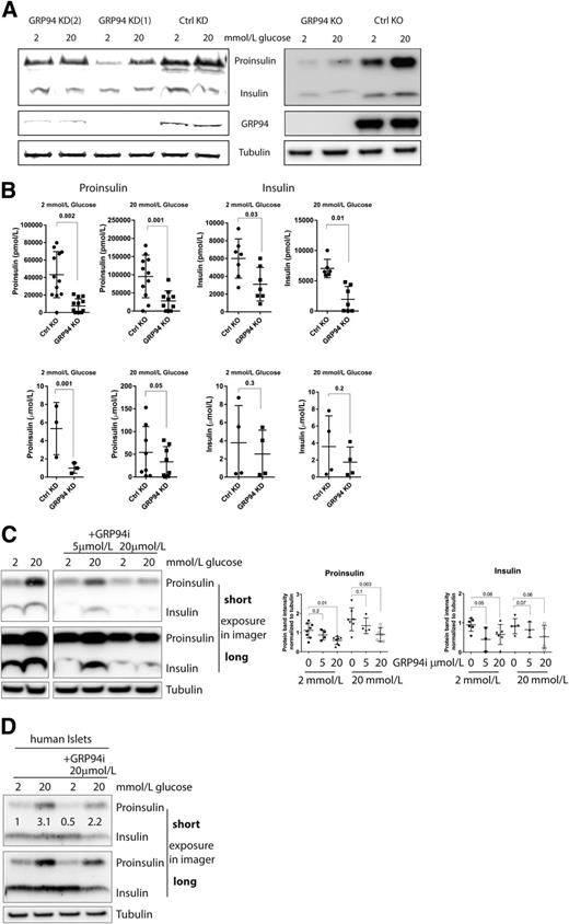 Figure 3. Diminished intracellular proinsulin and insulin contents after GRP94 KD, KO, or pharmacological inhibition. SDS-PAGE and WB (A, C, and D) or ELISA (300,000 cells) (B) analysis of proinsulin and insulin expression levels in INS-1E cells and dispersed human islet cells (n = 2) (D) after 3 h in 2 or 20 mmol/L glucose–containing media after lentiviral transduction of GRP94-specific shRNA (cells collected 2 weeks after viral transduction, KD [shGRP94 1 and 2]), CRISPR/Cas9 guide GRP94-directed RNA (clonal cell lines shown 3 months after viral transduction, KO), and 4-h exposure to GRP94-specific ATPase inhibitor PU-WS13 (representative blot of n = 6 on the left and band quantification on the right). Data represent means ± SD analyzed by Bonferroni-corrected paired Student t test of treatments vs. control. Ctrl, control.