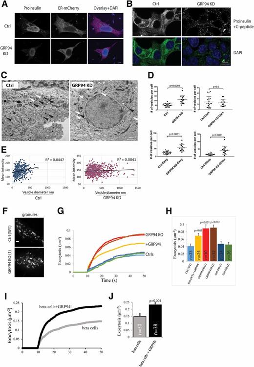 Figure 4. GRP94 KD cells show diminished, non-ER proinsulin staining accompanied by an increased number of larger secretory granules with amorphic content and increased exocytotic events. A: INS-1E cells (control [Ctrl] or GRP94 KD) were transfected with plasmids encoding for ER-mCherry, and 48 h later, cells were incubated for 3 h in 2 mmol/L glucose–containing medium. Next, cells were fixed with 2% paraformaldehyde and immunostained with mouse monoclonal antiproinsulin (GS-9A8) antibody followed by secondary antibody treatment (FITC). B: GRINCH cells were clonally derived from an INS-1 cell line stably expressing hProCpepSfGFP. The cells were incubated for 3 h in 2 mmol/L glucose–containing medium and fixed with 2% paraformaldehyde. A and B: Immunofluorescence was acquired by confocal laser microscopy, and illustrative images from three independent experiments are shown. C: Representative transmission EM of Ctrl and GRP94 KD INS-1E cells cultured for 3 h in 2 mmol/L glucose–containing medium. Images were obtained using a CM100 BioTWIN with tungsten emitter. Arrows point to secretory vesicles (black, vesicles with dark content; white, vesicles with gray/white content). D and E: EM-visualized vesicles were manually counted, marked, and measured in 19 images of Ctrl and 12 images of GRP94 KD cells. In total, 427 vesicles for Ctrl and 618 for GRP94 KD cells were analyzed. Each dot on the graph represents the number of vesicles in a single cell (D) (data represent the means ± SEM analyzed by Bonferroni-corrected nonpaired Student t test of treatments vs. Ctrl). Mean signal intensity of vesicles: dark <145, gray 146–170, and white >171. Correlation between vesicle size and intensity signal of its content in Ctrl and GRP94 KD cells (E). C–E: n = 3. F–J: Exocytosis of fluorescently labeled granules during application of 75 mmol/L K+. F: Representative TIRF microscopy images of Ctrl (WT) and GRP94 KO (1) INS-1 cells expressing the granule marker NPY-GFP. G: Average cumulative number of exocytotic events as a function of time and normalized to the cell area; K+ was elevated from 10 s. INS-1E (Ctrl), GRP94 KO, and GRP94i (20 μmol/L for 24 h). H: Total exocytosis (mean ± SEM) for three independent experiments as in I; number of cells is shown on bars. I and J: As in G and H, but for human β-cells from five donors with or without GRP94i pretreatment (20 μmol/L for 24 h). In H and J, the difference from Ctrl was tested with Student t tests.