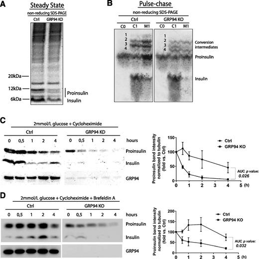 Figure 5. GRP94 KD/KO causes proinsulin misprocessing and increased cellular turnover. A: Control (Ctrl) and GRP94 KD INS-1E cells were cultured for 3 h in 2 mmol/L glucose containing Krebs-Ringer bicarbonate HEPES (KRBH) buffer and lysed. In order to preserve intramolecular disulfide bonds and visualize proinsulin folding intermediates, cell lysates were analyzed by nonreducing SDS-PAGE (Nu-Page 4–12% Bis-Tris Protein Gel), and proinsulin and insulin were visualized through WB with antiproinsulin and anti-insulin antibody (L6B10; Cell Signaling); n = 3. B: INS-1E Ctrl or GRP94 KO cells were pulse labeled with 35S-Met/Cys for 1 h (C0) and chased for 1 h (C1 and M1) in 11 mmol/L glucose. Cell lysates and culture supernatants were immunoprecipitated with anti-insulin antibody, and newly synthesized proinsulin was analyzed by nonreducing Tris-tricine-urea SDS-PAGE and phosphorimaging. Numbers 1–4 identify proinsulin 1 and 2 conversion intermediates. C, cells; M, media. n = 3. C: INS-1E Ctrl and GRP94 KD cells were cultured for 3 h in 2 mmol/L glucose–containing KRBH buffer, and subsequently 100 μmol/L of the protein synthesis inhibitor cycloheximide was added and cells were lysed at the indicated time points; n = 3. D: Ctrl and GRP94 KO cells were treated similarly, but 200 nmol/L of the inhibitor of exocytosis brefeldin A was added to the culture media from the start of the experiment. Cell lysates were analyzed via reducing SDS-PAGE, and proinsulin and insulin were visualized through WB with antiproinsulin antibody; n = 3. Quantification of proinsulin bands was performed with ImageJ and normalized to tubulin bands (C and D, right panels). The quantification data are presented as means ± SEM analyzed by Bonferroni-corrected paired Student t test of treatments vs. Ctrl. AUC, area under the curve.