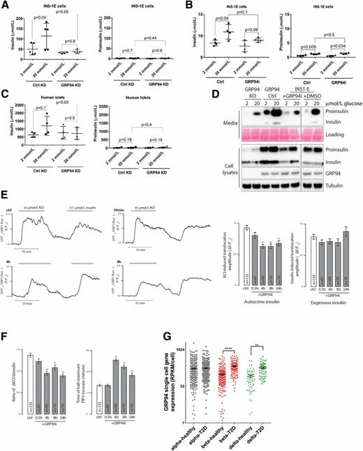 Figure 6. Glucose-stimulated secretion of bioactive insulin is impaired in GRP94-deficient cells, and GRP94 mRNA is overexpressed in islet cells from patients with T2D. INS-1E control (Ctrl) and GRP94 KD or INS-1E cells exposed to 20 μmol/L of GRP94i for 24 h (A [n = 5] and B [n = 4]) as well as dispersed human islet cells (C) (1 week after transduction with lentivirus carrying nontargeting or GRP94-targeting shRNA coding plasmids; n = 4) were tested for their ability to secrete insulin in response to the given glucose concentrations in Krebs-Ringer bicarbonate HEPES buffer. Supernatants were analyzed by ELISAs specifically detecting mature insulin (A–C, left graphs) or proinsulin (A–C, right graphs) only. The bars represent the means ± SD. D: Accumulated secretion of proinsulin and insulin over the period of 6 h in INS-1E Ctrl and 20 μmol/L GRP94i 24 h pretreated, GRP94 KO Ctrl, and KO cells were analyzed by SDS-PAGE and WB (n = 3). One milliliter of cell supernatants was concentrated using 10-kDa molecular weight cutoff filters to remove salts and reduce volume to 15 μL. E and F: TIRF recordings of PIP3 from a single MIN6 cell stimulated with 30 mmol/L K+ and 0.5 μmol/L insulin. Cells were preincubated without or with 20 μmol/L of the GRP94i for 0.5, 4, or 8 h. F: Means ± SEM of the amplitudes of the PIP3 responses to endogenous K+-triggered insulin secretion (left) and exogenous insulin (right) from experiments as in E with the indicated treatments and numbers of cells. **P < 0.01 for difference from Ctrl (one-way ANOVA with post hoc Tukey honestly significant difference test). Means ± SEM for the ratio of the PIP3 amplitude in response to K+ over that of insulin in individual cells (right). F: Means ± SEM for the time to half-maximal PIP3 increase after K+ stimulation. **P < 0.01 for difference from Ctrl (one-way ANOVA with post hoc Tukey honestly significant difference test). G: Expression levels of GRP94 in dispersed donor human islets α- and β-cells from healthy individuals (n = 6) and patients with T2D (n = 4) were determined by single-cell RNA sequencing and quantified by expression values per cell. Statistical analysis was performed using ANOVA with Bonferroni correction for multiple comparisons of T2D vs. healthy donors. **P < 0.01; ****P < 0.0001.