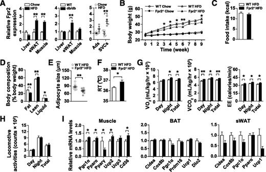 Figure 1. Deletion of Fpr2 attenuates DIO. A: Fpr2 mRNA expression in liver, epididymal WAT (eWAT), and gastrocnemius muscle of HFD mice (n = 6–10 per group), db/db mice, and their corresponding control mice (n = 6–7 per group), and in adipocytes (Ads) and SVCs isolated from adipose tissue of mice fed the HFD or chow (n = 3–4 per group). B–I: Fpr2−/− and WT mice were fed the HFD or control chow. B: Body weight was measured weekly. Food intake over 24 h (C), body composition (D), and rectal temperature (RT) (F) were determined at 8 weeks on the HFD (n = 8–13 per group). Other parameters were examined at 10 weeks on HFD as follows: adipocyte diameter in H&E-stained eWAT sections (n = 5–9 per group) (E); average VO2, VCO2, the rate of energy expenditure, and locomotor activities of mice over 24 h (n = 6–8 per group) (G and H); and expression of thermogenic genes in gastrocnemius muscle, BAT, and sWAT (n = 7–12 per group) (F). Data are shown as the mean ± SEM. *P < 0.05, **P < 0.01 for comparison between WT and db/db mice (A) or between Fpr2−/− and WT mice fed the HFD (B–I). Two-way repeated-measures ANOVA was used in B, and the Student t test was used in A and C–I.