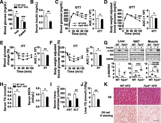 Figure 2. Fpr2−/− mice are protected from HFD-induced insulin resistance and hepatic steatosis. Fpr2−/− and WT mice were fed the HFD for 10 weeks. Metabolic phenotypes were examined as follows: blood glucose levels under fed and fasted conditions (A), serum insulin levels (n = 7–12 per group) (B); GTT and average area under the curve (AUC) adjusted with or without body weight (C and D); ITT and AUC adjusted with or without body weight (n = 10–14 per group) (E and F); Akt phosphorylation (p-) in the liver, epididymal WAT, and gastrocnemius muscle after insulin administration in the inferior vena cava (n = 4–6 per group) (G); serum levels of TG and NEFA (H); serum levels of AST and ALT (I); liver TG content (J); and H&E (HE) and Oil Red O staining of liver sections (n = 6–11 per group) (K). The results represent the mean ± SEM. *P < 0.05, **P < 0.01, ***P < 0.001 for the comparison between Fpr2−/− and WT mice fed the HFD. Images in K are representatives of H&E and Oil Red O staining of liver sections. Scale bar = 100 μm. The Student t test was used in A and B and H–J. Two-way repeated-measures ANOVA was used in C–F, and two-way ANOVA was used in G. Body weight–adjusted blood glucose levels (D) and blood glucose change (%) (F) were computed as the residuals from the regression model, with blood glucose level or change as the independent variable and body weight as the dependent variable.