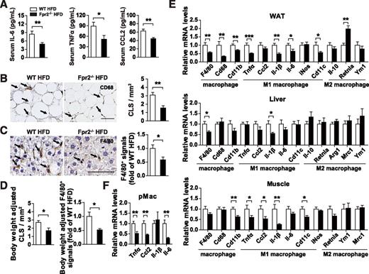 Figure 3. Decreased tissue macrophage infiltration and M1 polarization in HFD-fed Fpr2−/− mice. Fpr2−/− and WT mice fed the HFD for 10 weeks were examined for serum levels of proinflammatory cytokines (n = 7–12 per group) (A); CD68-positive cells and CLSs in WAT adjusted with or without body weight (B and D); F4/80-positive cells in hepatic tissues adjusted with or without body weight (n = 6 per group) (C and D); mRNA expression of M1 and M2 macrophage markers in the epididymal WAT, liver, and gastrocnemius muscle (n = 9–12 per group) (E); and expression of M1 macrophage markers in peritoneal macrophages (pMac) (n = 5–10 per group) (F). Data are the mean ± SEM. *P < 0.05, **P < 0.01, ***P < 0.001. Images in B and C are representative immunostainings of WAT and liver sections with antibodies against CD68 and F4/80, respectively; the scale bar = 100 μm in B and 50 μm in C. CLSs and F4/80-positive cells per field were quantified using Image-Pro Plus software. The Student t test was used. Body weight–adjusted CLSs and F4/80-positive cells in D were computed as the residuals from the regression model, with CLSs or F4/80-positive cells as the independent variable and body weight as the dependent variable.