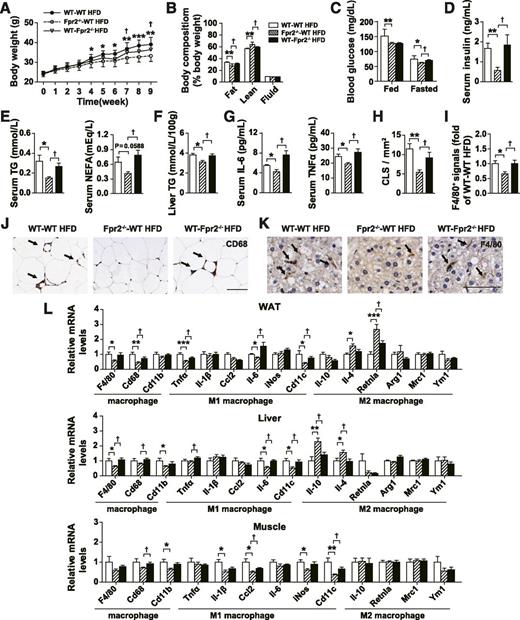 Figure 4. Effect of deletion or restoration of Fpr2 in hematopoietic cells by BMT on HFD-induced insulin resistance and inflammation. WT mice received bone marrows from WT mice or Fpr2−/− mice (WT-WT, Fpr2−/−-WT), and Fpr2−/− mice received bone marrows from WT mice (WT-Fpr2−/−) fed the HFD for 9 weeks. Metabolic phenotypes were examined as follows: body weight (A), body composition (B), fed and fasted blood glucose levels (C), serum insulin levels (D), serum levels of TG and NEFA (E), and liver TG content (n = 7–12 per group) (F). Inflammatory parameters were measured as follows: serum levels of IL-6 and TNFα (n = 5–10 per group) (G), CLSs in epididymal WAT (H and J), F4/80-positive cells in hepatic tissues (n = 7–11 per group) (I and K), and mRNA expression of macrophage markers, and M1 and M2 macrophage markers in WAT, liver, and gastrocnemius muscle (n = 7–9 per group) (L). Data are the mean ± SEM. *P < 0.05, **P < 0.01, ***P < 0.001 for the comparison between HFD-fed Fpr2−/−-WT and WT-WT mice; †P < 0.05 for the comparison between HFD-fed Fpr2−/−-WT and WT-Fpr2−/− mice. Scale bar = 100 μm in J and 50 μm in K. CLSs and F4/80-positive cells per field were quantified using Image-Pro Plus software. Two-way repeated-measures ANOVA was used in A and two-way ANOVA was used in B–I and L.
