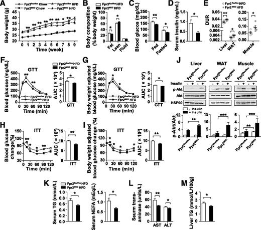 Figure 5. Myeloid-specific deletion of Fpr2 improves HFD-induced obesity and insulin resistance. Fpr2flox/flox and Fpr2MKO mice were fed control chow or the HFD for 10 weeks and examined for body weight (A), body composition (B), fed and fasted blood glucose levels (C), and serum insulin levels (n = 6–13 per group) (D); the DUR of 18F-fluorodeoxyglucose in the liver, WAT, and gastrocnemius muscle (E) (n = 5–7 per group); GTT and average area under the curve (AUC) adjusted with or without body weight (F and G); ITT and AUC adjusted with or without body weight (H and I); insulin stimulated Akt phosphorylation (p-) in liver, WAT, and gastrocnemius muscle (J); serum levels of TG and NEFA (K); serum levels of AST and ALT (L); and liver TG content (n = 6–13 per group) (M). The results represent the mean ± SEM, *P < 0.05, **P < 0.01, ***P < 0.001 for the comparison between Fpr2MKO and Fpr2flox/flox mice fed the HFD with or without insulin stimulation. Two-way repeated-measures ANOVA was used in A and F–I, and two-way ANOVA was used in J. The Student t test was used in B–E and K–M.