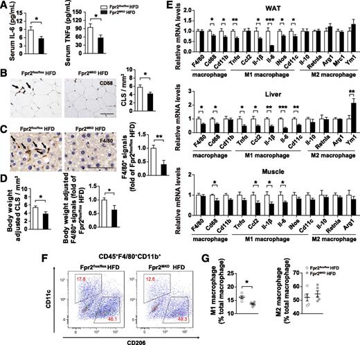 Figure 6. Myeloid Fpr2 deficiency reduces tissue macrophage infiltration and M1 polarization. Fpr2flox/flox and Fpr2MKO mice fed the HFD for 10 weeks were examined for serum levels of IL-6 and TNF-α (A); CD68-positive cells and CLSs in epididymal WAT adjusted with or without body weight (B and D); F4/80-positive cells in hepatic tissues adjusted with or without body weight (C and D); mRNA expression of macrophage markers, M1 and M2 macrophage markers in WAT, liver, and gastrocnemius muscle (E) (n = 7–12 per group); and flow cytometric analysis of M1 (CD45+F4/80+CD11b+CD11c+CD206−) and M2 (CD45+F4/80+CD11b+CD11c−CD206+) macrophages among adipose tissue macrophages (CD45+F4/80+CD11b+) (n = 5–7 per group) (F and G). Data are the mean ± SEM. *P < 0.05, **P < 0.01, ***P < 0.001. Images in B and C are representative immunostainings of WAT and liver sections with antibodies against CD68 and F4/80, respectively. The scale bar = 100 μm in B and 50 μm in C. CLSs and F4/80-positive cells per field were quantified using Image-Pro Plus software. The Student t test was used. Body weight–adjusted CLSs and F4/80-positive cells in D were computed as the residuals from the regression model, with CLSs or F4/80-positive cells as the independent variable and body weight as the dependent variable.