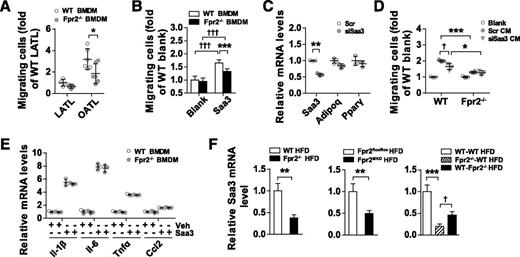 Figure 7. Saa3 induces macrophage migration via Fpr2. WT and Fpr2−/− BMDM migration in response to adipose tissue lysate from chow-fed mice (lean adipose tissue lysate [LATL]) and HFD-fed mice (OATL) (n = 4–6 per group) (A), or 10 µg/mL Saa3 (n = 8–10 per group) (B). Adipocytes differentiated from 3T3-L1 cells were transfected with siSaa3 or control siRNA (Scr) and then examined for gene expression (C) and the chemotactic activity of the culture medium to WT and Fpr2−/− BMDMs (n = 4–6 per group) (D). E: Proinflammatory cytokine expression in BMDMs induced by 100 µg/mL Saa3 for 6 h (n = 3 per group). F: Saa3 mRNA expression in the epididymal WAT of HFD-fed Fpr2−/−, Fpr2MKO and their corresponding control mice, as well as mice with BMT (n = 7–12 per group). Data are the mean ± SD (A–E) or the mean ± SEM (F). *P < 0.05, **P < 0.01, ***P < 0.001, †P < 0.05, †††P < 0.001. Two-way ANOVA was used in A, B, D, and the right panel of F. The Student t test was used in C and the left and middle panels of F.