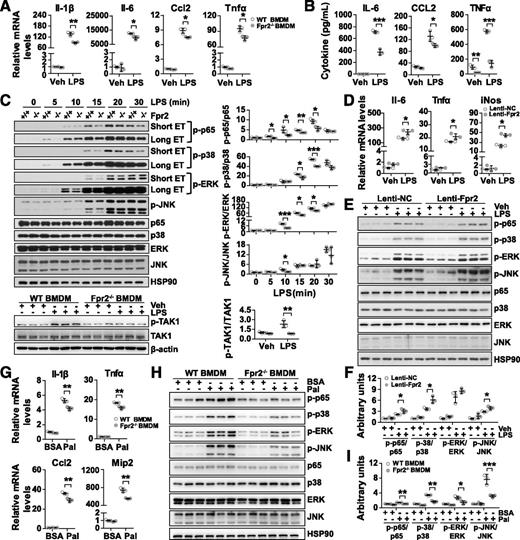 Figure 8. Fpr2 mediates macrophage M1 polarization. WT and Fpr2−/− BMDMs were treated with 100 ng/mL LPS and examined for expression of M1 macrophage markers (treated for 6 h) (A), production of proinflammatory cytokines in the culture supernatant (treated for 9 h) (B), and phosphorylation of NF-κB p65, MAP kinases (ET, exposure time), and TAK1 (treated for 30 min) (C) (n = 3 per group). D–F: BMDMs infected with Fpr2 expressing lentiviruses (Lenti-Fpr2) or control viruses (Lenti-NC) and examined for the expression of M1 macrophage markers (iNos, inducible nitric oxide synthase) (D) and phosphorylation (p-) of NF-κB p65 and MAP kinases after stimulation with 100 ng/mL LPS for 30 min (E and F). G–I: BMDMs were stimulated with 400 μmol/L palmitate (Pal) (dissolved in BSA buffer) and examined for expression of M1-related proinflammatory cytokines (stimulated for 3 h) (G), and phosphorylation of NF-κB p65 and MAP kinases (treated for 1 h) (H and I) (n = 3 per group). Values shown represent the mean ± SD. *P < 0.05, **P < 0.01, ***P < 0.001. Two-way ANOVA was used in A, B, D, F, G, and I, and two-way repeated-measures ANOVA was used in C. Veh, vehicle.