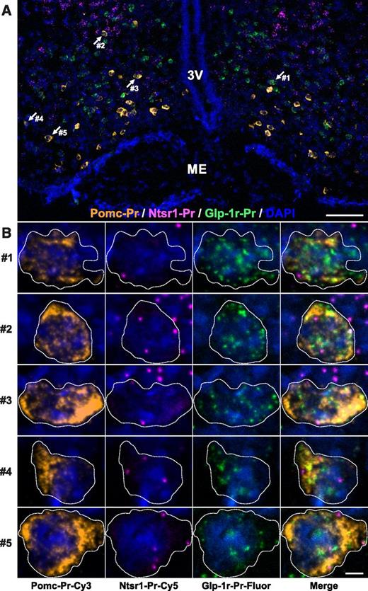 Figure 3. Multiplex fluorescence in situ hybridization (M-FISH) staining of GLP-1R, NtsR1, and Pomc mRNA in the murine arcuate nucleus. A: Representative merged confocal image of arcuate nucleus section costained with probes (Pr) specific for GLP-1R (green), NtsR1 (magenta), and Pomc (orange) mRNA transcripts using M-FISH and counterstained with DAPI (blue). Arrows show cells in higher magnification in B. Scale bar = 100 μm. B: Selected areas from above showing neurons costained with Pomc (orange [column 1]), NtsR1 (magenta [column 2]), and GLP-1R (green [column 3]) transcripts and a merged picture (column 4). Dashed lines outline cytosol border. Scale bar = 5 μm. ME, median eminence; 3V, 3rd ventricle.