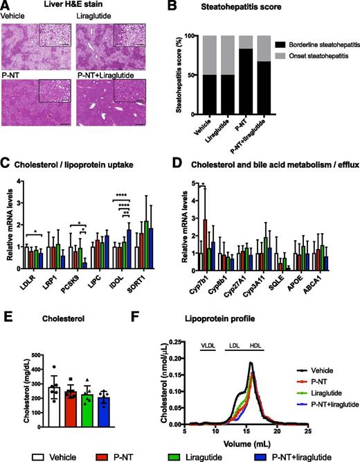 Figure 7. Effects of 6 days’ treatment with P-NT, liraglutide, or combination therapy on liver function and plasma cholesterol. H-E stain (scale bar = 500 µm/zoom = 100 μm) (A), steatohepatitis score (B), hepatic gene expression related to cholesterol/lipoprotein uptake (C), hepatic gene expression related to cholesterol and bile acid metabolism/efflux (D), total cholesterol (E), and lipoprotein profile (F) following vehicle, P-NT (396 nmol/kg), liraglutide (8 nmol/kg), and P-NT (396 nmol/kg) plus liraglutide (8 nmol/kg) treatment. *P < 0.05; **P < 0.01; ****P < 0.0001. Data tested with Student t test (C and D) and one-way ANOVA with Tukey multiple comparison test (E). Data are mean ± SD. n = 6.