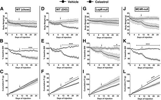 Figure 1. The effects of systemic celastrol on body weight and food intake. A, D, G, and J: Absolute changes of body weight in grams. B, E, H, and K: Percentage changes of body weight (BW). C, F, I, and L: Cumulative food intake (FI) in chow-fed WT, DIO, LepR-null, and MC4R-null mice (n = 4–6/group). Arrows indicate the time when dose of celastrol was increased to 0.5 mg/kg from 0.1 mg/kg. Data are presented as mean ± SEM. *P < 0.05, ***P < 0.001 by two-way ANOVA compared with vehicle group.
