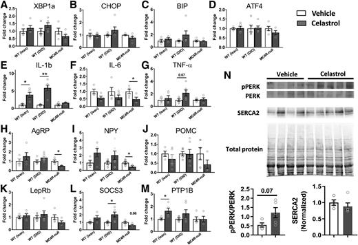 Figure 3. Changes of the levels of gene expressions in the hypothalamus by celastrol. A–D: Expression levels of genes involved in ER stress. E–G: Expression levels of inflammatory cytokine genes. H–J: Expression levels of neuropeptides involved in homeostatic regulation of energy balance. K–M: Expression levels of genes involved in leptin signaling. N: pPERK and SERCA2 protein levels in the hypothalamus. Data are presented as mean ± SEM. *P < 0.05, **P < 0.01 by Student t test compared with vehicle group.