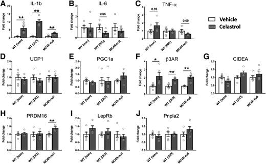 Figure 4. Changes of the levels of gene expressions in iBAT by celastrol. A–C: Expression levels of genes involved in ER stress. D–J: Expression levels of genes involved in thermogenesis, lipolysis, and adipocyte differentiation (N = 4–6/group). Data are presented as mean ± SEM. *P < 0.05, **P < 0.01 by Student t test compared with vehicle group.