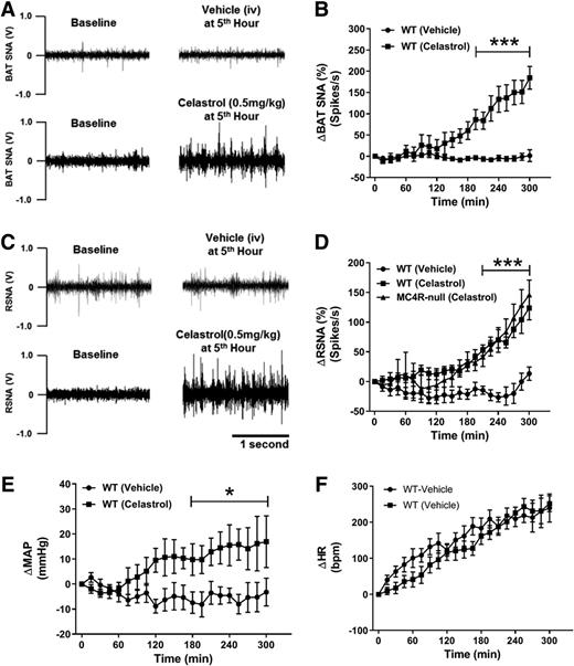 Figure 5. Celastrol increases sympathetic traffic to kidney and iBAT. A: Representative images showing iBAT SNA recording at baseline and at the fifth hour of IV vehicle or celastrol (0.5 mg/kg). B: Five-hour time course of celastrol-induced changes of iBAT SNA from baseline activity. C: Representative images showing renal SNA (RSNA) recording at baseline and at the fifth hour of IV vehicle or celastrol (0.5 mg/kg). D: Five-hour time course of celastrol-induced changes of RSNA from baseline activity. E and F: Change in mean arterial pressure (ΔMAP) and heart rate (ΔHR) from baseline during 5-h SNA recording (N = 3–6/group). Data are presented as mean ± SEM. *P < 0.05, ***P < 0.001 by two-way ANOVA compared with vehicle group.