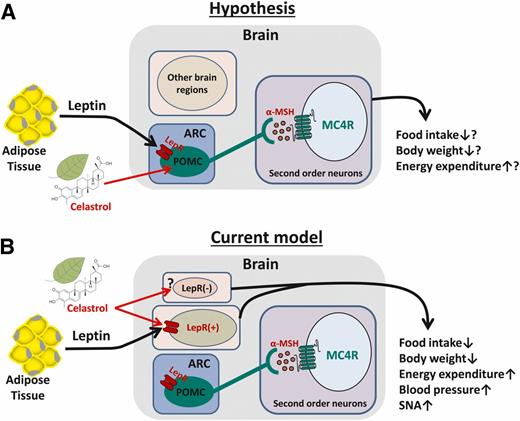 Figure 7. Schematic representation of potential circuitry mechanism by which celastrol acts to reduce obesity. A: Hypothesis model. B: Current model based on experimental results. α-MSH, α-melanocyte-stimulating hormone.