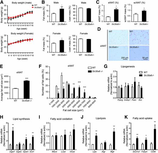 Figure 1. Slc30a8−/− mice display increased adiposity. A: Body weight of male and female mice (n = 6 per genotype) over the course of the study. B: Body composition of 12-week-old male mice (n = 7 per genotype) and 12-week-old female mice (n = 6 per genotype). C: The weight-to-body weight ratio of eWAT and subcutaneous (sc)WAT in wild-type (WT) and Slc30a8−/− mice (n = 5 per genotype). D: Representative hematoxylin-eosin images of eWAT from WT and Slc30a8−/− mice. E and F: Average and distribution of eWAT fat cell size from 8-week-old male wild-type and Slc30a8−/− mice (n = 5 per genotype). G–K: The mRNA expression level of lipogenesis, lipid synthesis, fatty acid oxidation, lipolysis, and fatty acid uptake in eWAT from WT or Slc30a8−/− mice. Data are mean ± SEM. *P < 0.05, **P < 0.01, ***P < 0.001 by unpaired Student t test.