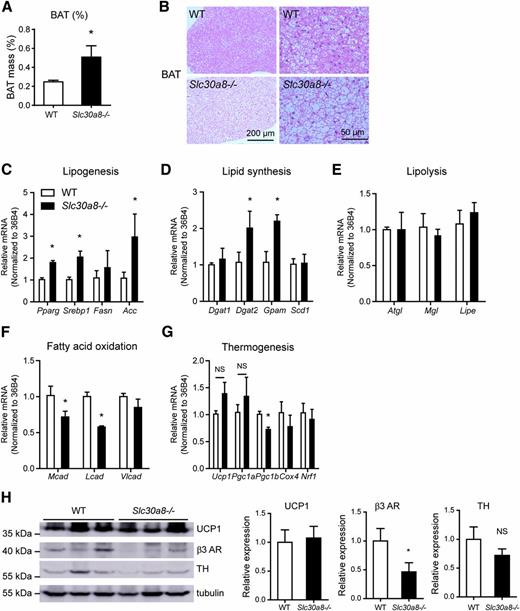 Figure 2. Slc30a8−/− mice have increased lipid deposition in BAT. A: The weight-to-body weight ratio of BAT in wild-type and Slc30a8−/− mice (n = 5 per genotype). B: Representative hematoxylin-eosin images of BAT from wild-type (WT) and Slc30a8−/− mice. C–G: The mRNA expression level of lipogenesis, lipid synthesis, lipolysis, fatty acid oxidation, and thermogenesis in BAT from WT and Slc30a8−/− mice (n = 5 per genotype). H: Western blot and quantification of UCP1, β3-AR, and TH in WT and Slc30a8−/− mice. Data are mean ± SEM. *P < 0.05 by unpaired Student t test.