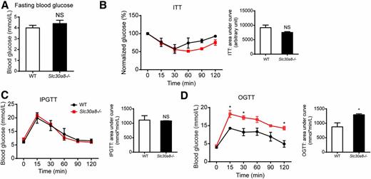 Figure 4. Slc30a8−/− mice have a normal intraperitoneal glucose tolerance test (IPGTT) but abnormal oral glucose tolerance test (OGTT). A: Fasting blood glucose level (n = 8 per genotype). B: Insulin tolerance test (ITT) and area under the curve analysis (n = 6 per genotype). C: IPGTT and area under the curve analysis (n = 6 per genotype). D: OGTT and area under the curve analysis (n = 6 per genotype). Data are mean ± SEM. *P < 0.05 by unpaired Student t test.