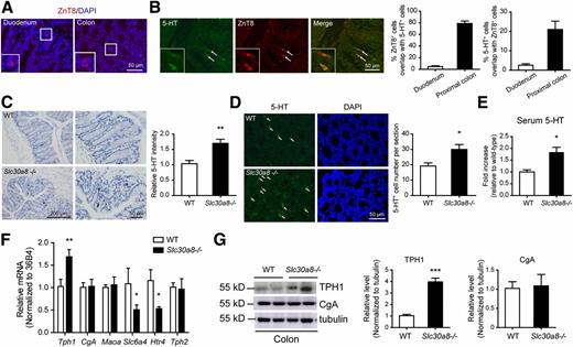 Figure 6. ZnT8 is expressed in EECs and regulates peripheral 5-HT level. A: Representative immunofluorescent staining of ZnT8 in duodenum and proximal colon. B: Representative immunofluorescent staining and quantification of overlap between 5-HT–expressing cells and ZnT8-expressing cells in proximal colon. C: Representative immunohistochemical staining and quantitative analysis of 5-HT intensity in proximal colon. D: Representative immunofluorescent staining and quantitative analysis of 5-HT–positive cell number in proximal colon. E: Serum 5-HT level (n = 5 per genotype). F: mRNA analysis of 5-HT metabolism-related genes. 36B4 was used as the reference gene. G: Western blot analysis and quantification of TPH1 and CgA in wild-type (WT) and Slc30a8−/− proximal colon. Tubulin was used as the loading control. Data are mean ± SEM. *P < 0.05, **P < 0.01, ***P < 0.001 by unpaired Student t test.