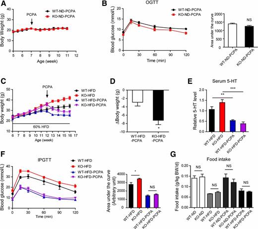 Figure 7. Inhibition of 5-HT synthesis in ZnT8-deficient mice reverses metabolic dysfunction. A and B: Wild-type (WT) and Slc30a8−/− mice fed an ND received daily intraperitoneal PCPA injection (300 mg/kg body weight [BW]) for 4 weeks, starting at the age of 7 weeks. A: BW over the course of the study. B: Oral glucose tolerance test (OGTT) and area under the curve analysis after PCPA injection for 4 weeks (n = 5–7 per genotype). C–F: WT and Slc30a8−/− mice fed an HFD (60 % of kcal fat) starting at the age of 6 weeks received daily intraperitoneal PCPA injections (300 mg/kg BW) for 4 weeks starting at the age of 12 weeks (n = 5–7 per genotype). C: BW over the course of the study. D: BW change after PCPA injection from the age of 12 weeks to the age of 16 weeks. E: Serum 5-HT level. F: Intraperitoneal glucose tolerance test (IPGTT) and area under the curve analysis after PCPA injection for 3 weeks. G: Average food intake of WT and Slc30a8−/− mice as indicated. Data are mean ± SEM. *P < 0.05, **P < 0.01, ***P < 0.001 by unpaired Student t test. d, day; KO, knockout.