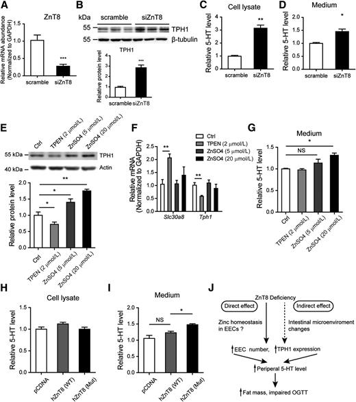 Figure 8. Depletion of ZnT8 in RIN14B cells increases TPH1 expression and 5-HT level. A–D: RIN14B cells were transfected with scramble or small interfering RNA against ZnT8 (siZnT8) for 48 h, and the cell lysates were collected for further analysis. A: mRNA expression analysis of Slc30a8 gene. B: Western blot analysis and quantification of TPH1. Tubulin was used as the loading control. C: 5-HT level in the cell lysates. D: 5-HT in the medium. E–G: RIN14B cells were treated with the zinc chelator TPEN or different concentration of ZnSO4 for 24 h and then collected for further analysis. E: Western blot analysis and quantification of TPH1. Actin was used as the loading control. F: mRNA expression analysis of Slc30a8 and Tph1 gene in RIN14B cells. G: 5-HT level in the medium. H and I: RIN14B cells were transfected with human ZnT8 (hZnT8) wild-type (WT), ZnT8 polymorphism variant R325 (mutant [Mut]), or pCDNA vector for 48 h. H: 5-HT level in the cell lysate. I: 5-HT in the medium. J: Proposed mechanisms by which ZnT8 deficiency regulates systemic energy balance through peripheral 5-HT production in EECs. Data are mean ± SEM. *P < 0.05, **P < 0.01, ***P < 0.001 by unpaired Student t test or one-way ANOVA. Ctrl, control; OGTT, oral glucose tolerance test.