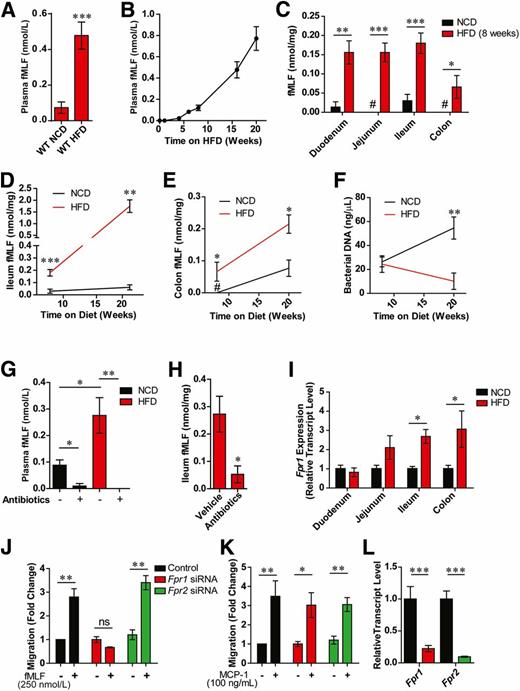 Figure 1. fMLF is increased in HFD/obese mice and requires Fpr1 for chemotaxis. A: Blood plasma fMLF levels in lean/NCD vs. obese/HFD mice after 16 weeks on an HFD (n = 8–12 mice/group). B: Timecourse of fMLF levels after placement on an HFD (n = 6–8 mice per time point). C: fMLF levels in various intestinal tissues in WT NCD and HFD animals after 8 weeks on diet (n = 8 mice/group). Ileum (D) and colon (E) fMLF levels after 8 and 20 weeks of HFD or NCD (n = 6–8 mice/group). F: Bacterial DNA levels in colon fecal samples, determined by 16S rRNA gene expression and presented as a measure of bacterial load (n = 8 mice/group). G: Blood plasma fMLF levels in NCD and HFD mice (after 8 weeks on diet) treated with or without antibiotics (n = 6–8 mice/group). H: Ileum fMLF levels in HFD antibiotic-treated animals, after 8 weeks on diet (n = 4 mice/group). I: Relative Fpr1 transcript levels in various intestinal tissues of NCD and HFD WT animals after 8 weeks on diet (n = 8 mice/group). J: Chemotaxis assays of thioglycollate-elicited intraperitoneal macrophages (IP-Macs) in response to fMLF treatment (250 nmol/L), and after siRNA knockdown of Fpr1 or Fpr2 (n = 3). K: Chemotaxis assays in response to MCP-1 treatment (100 ng/mL) demonstrate that knockdown of Fpr1 does not inhibit macrophage activation by other chemokines. L: mRNA transcript levels of Fpr1 and Fpr2 in IP-Macs after siRNA knockdown. #Below detection limit. Data are mean ± SEM. ns, not significant. *P < 0.05, **P < 0.001, ***P < 0.0001 by one-way ANOVA with Bonferroni post-test (D–G) or two-tailed t test comparing the indicated groups. In D–F, statistical significance is indicated by comparing groups at each respective time point.