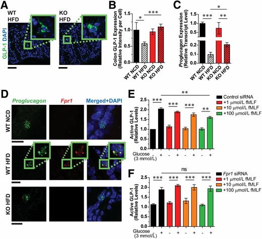 Figure 3. GLP-1 secretion is dependent on Fpr-1 expression. A: Immunofluorescence labeling of GLP-1 in L cells of WT and Fpr1-KO HFD mouse colon sections (representative images; scale bars = 50 µm; 16 weeks on an HFD). B: Quantification of A, including NCD controls (n = 14–20/group). C: Proglucagon mRNA levels in the ileum of WT and Fpr1-KO mice, relative to WT NCD (n = 8, 16 weeks on an HFD). D: RNA fluorescence in situ hybridization of Proglucagon and Fpr1 in colonic L cells (representative images; scale bars = 10 µm) (n = 6/group). E and F: Glucose-stimulated GLP-1 secretion in mGLUTag cells treated with scrambled control siRNA (E) or Fpr1 siRNA (F) and different concentrations of fMLF (n = 5). Error bars indicate SEM. ns, not significant. *P < 0.05, **P < 0.001, ***P < 0.0001 by one-way ANOVA and Bonferroni post-test, comparing the indicated groups.