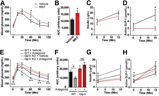 Figure 4. Pharmacological control of Fpr1 activity modulates GLP-1 levels and glucose tolerance. A: OG-GTT of WT HFD mice after acute OG with the Fpr1 agonist fMLF (1 mg/kg) (n = 6 mice/group, 10 weeks on HFD). B–D: Area under the curve (AUC), insulin levels, and active GLP-1 levels measured during the OG-GTT. The information for A also applies to C and D. E: OG-GTT of WT and Glp1r-KO mice after 10 weeks on an HFD and daily OG of the Fpr1 antagonist cFLFLF for 2 weeks (0.5 g/kg) (n = 8 mice/group). F–H: AUC, insulin levels, and active GLP-1 levels measured during the OG-GTT. Information for E also applies to G and H. Data are mean ± SEM. ns, not significant. *P < 0.05, **P < 0.001 by two-way ANOVA and Bonferroni post-test (A and E), one-way ANOVA and Bonferroni post-test (F) or two-tailed t test. Statistical significance is indicated comparing groups at each respective time point. In E, G, and H, significance is indicated for WT animals treated with vehicle vs. WT animals treated with antagonist.