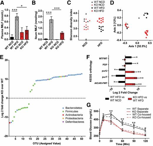Figure 5. Loss of Fpr1 alters intestinal microbiome composition in obese/HFD mice. A: fMLF levels in blood plasma (A) and ileum (B) of Fpr1-KO vs. WT mice after 20 weeks on an HFD (n = 6–11 mice/group). C: Shannon diversity index in fecal 16S rRNA gene-sequencing data from WT and Fpr1-KO mice on a NCD and an HFD (n = 6–10 mice/group). The information for C also applies to D. D: Analysis of dissimilarity between samples or β-diversity. The pairwise Bray-Curtis dissimilarity between samples is represented by a two-dimensional principal coordinate analysis ordination plot. Samples separate into three clusters based on diet (Axis 1) and genotype (Axis 2). The percentage of sample variation due to each axis is indicated. E: Log2 fold change of OTU abundances in Fpr1-KO vs. WT mice on an HFD, showing the 50 most significantly changed taxa, color coded by phylum. F: Log2 fold change of bacterial enzymes predicted altered by inferred metagenomics content analysis, according to the Kyoto Encyclopedia of Genes and Genomes (KEGG) orthology (n = 6–10 mice/group). AICAR-FMT, phosphoribosylaminoimidazolecarboxamide-formyltransferase; PDF, peptide deformylase; purU, formyltetrahydrofolate deformylase; purT, phosphoribosylglycinamide formyltransferase. G: OG-GTT of WT and Fpr1-KO mice after 10 weeks on an HFD, comparing mice housed separately based on genotype or cohoused. Data are mean ± SEM. ns, not significant. *P < 0.05, **P < 0.001, ***P < 0.0001 by one-way ANOVA with Bonferroni post-test (A and B), two-way ANOVA and Bonferroni post-test (G) or PERMANOVA and DESEq. 2 (C–F). In G, significance is indicated for WT cohoused vs. Fpr1-KO cohoused animals at each respective time point.