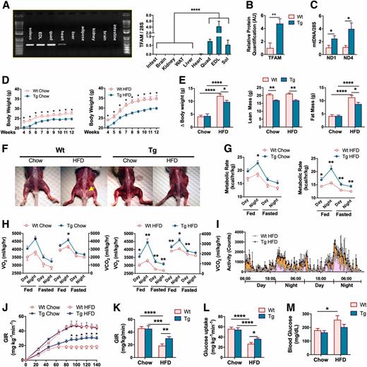 Figure 1. TFAM overexpression attenuates HFD-induced fat accumulation and the loss of insulin sensitivity. A–C: mtDNA, mRNA, and protein expression of hTFAM in Tg and Wt mice was measured (n = 6 per group). D and E: Body composition of Wt and Tg mice on chow diet or HFD (n = 11–15 per group). F: Tg mice had lower fat accumulation with an HFD when compared with Wt mice. G and H: Metabolic rate, VO2, and VCO2 of Wt and Tg mice on chow diet or HFD were measured via an open-cage calorimetry system (n = 5–9/group). I: Activity of Wt and Tg mice on an HFD was measured via infrared beam interruption method (n = 3–5/group). J–M: Whole-body glucose uptake, disposal capacity, and blood glucose level in Tg and Wt mice were measured with euglycemic clamp (n = 8–12/group). All values were shown as the mean ± SEM. The Student t test was used for all comparisons. *P < 0.05, **P < 0.01, ***P < 0.001, ****P < 0.0001.