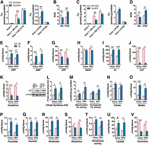 Figure 2. TFAM increases the mitochondrial FA oxidative capacity and energy metabolism of skeletal muscle. A–D: Mitochondria were isolated from fresh quadriceps muscle. The VO2 and respiratory control ratio (RCR) of OxPhos were measured using various substrates (n = 10/group). G, glucose; M, malate. E–U: Metabolites and proteins were extracted from gastrocnemius muscle (n = 6/group) and analyzed appropriately. E–H: ADP and AMP increased with TFAM regardless of diet. ATP decreased with TFAM overexpression. NAD+ decreased with TFAM under HFD conditions. I–K: Creatine (Cr), CrP, and creatinine (CrP shuttle substrates) significantly changed with TFAM overexpression. L and M: CS protein abundance and mitochondrial CS activity increased with TFAM. N–U: Citric acid cycle and glycolytic intermediates, substrates, and enzyme activities increased with TFAM supporting higher TCA cycle activity and glycolysis. V: Carnosine, a suppressor of energy metabolism, also decreased with TFAM overexpression. All values were shown as mean ± SEM. Student t test or two-way ANOVA with Tukey correction was used for all statistical analyses. *P < 0.05, **P < 0.01, ***P < 0.001, ****P < 0.0001.