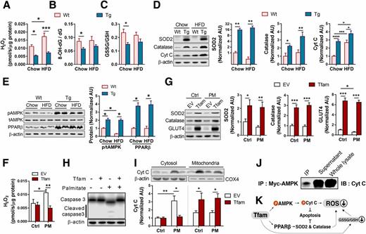 Figure 3. TFAM overexpression increases antioxidant defense and reduces ROS. A–C: Mitochondrial ROS (i.e., mtH2O2), 8-oxo-2′-deoxyguanosine, GSH, and GSSG were measured from freshly isolated quadriceps muscle (n = 6–11/group). GSSG/GSH ratio indicates redox status where a lower number indicates lower oxidative stress. D and E: Superoxide dismutase (SOD2), catalase, Cyt c, pAMPK, total-AMPK (tAMPK), and PPARβ protein expression were measured from quadriceps muscle (n = 6/group). Antioxidant enzyme abundance increased in Tg mice. F: TFAM overexpression in myotybes reduced PM-induced H2O2 emission (n = 6/group). G: TFAM overexpression in myotubes increased expression of antioxidants (SOD2 and catalase) and GLUT4 with PM treatment (n = 6 per group). H: TFAM reduced PM-induced cleavage of caspase 3 in myotubes (n = 6/group). I: TFAM and EV myotubes were treated with sham or PM (n = 6 cells/group). Mitochondrial and cytosolic abundance of Cyt c was measured. TFAM overexpression blocked PM-mediated release of Cyt c into cytosol. J: Myc-tagged constitutively active AMPK (Myc-CA-AMPK) was overexpressed in myotubes, immunopreciptated, and probed for Cyt c binding. K: TFAM overexpression reduces mtH2O2 by inducing antioxidant enzymes SOD2 and catalase as well as blocking cytosolic release of Cyt c to trigger apoptosis. All values were shown as the mean ± SEM. Student t test or two-way ANOVA with Tukey correction was used for all statistical analyses. *P < 0.05, **P < 0.01, ***P < 0.001.