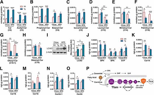 Figure 4. TFAM increases lipid β-oxidation and reduces IR-associated bioactive lipids. Metabolites were extracted from gastrocnemius muscle, and proteins were extracted from quadriceps muscle (n = 6/group). A–H: Car stands for carnitine. I: LCAD stands for acyl-CoA dehydrogenase, long chain. J–O: SPH, SPA, S1P, and various long-chain ceramide species were measured in gastrocnemius muscle (n = 6/group). Cer stands for ceramide. P: TFAM increased the oxidation of FA via β-oxidation and reduced the abundance of Cer18, a bioactive lipid associated with skeletal muscle IR. All values are shown as the mean ± SEM. Student t test with Tukey correction was used for all statistical comparisons. *P < 0.05, **P < 0.01, ***P < 0.001, ****P < 0.0001.